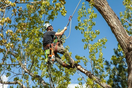 Tree Removal and Pruning