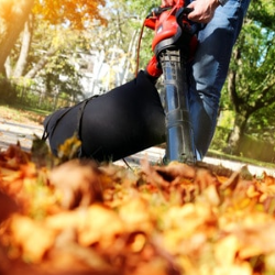 Leaf Cleanup