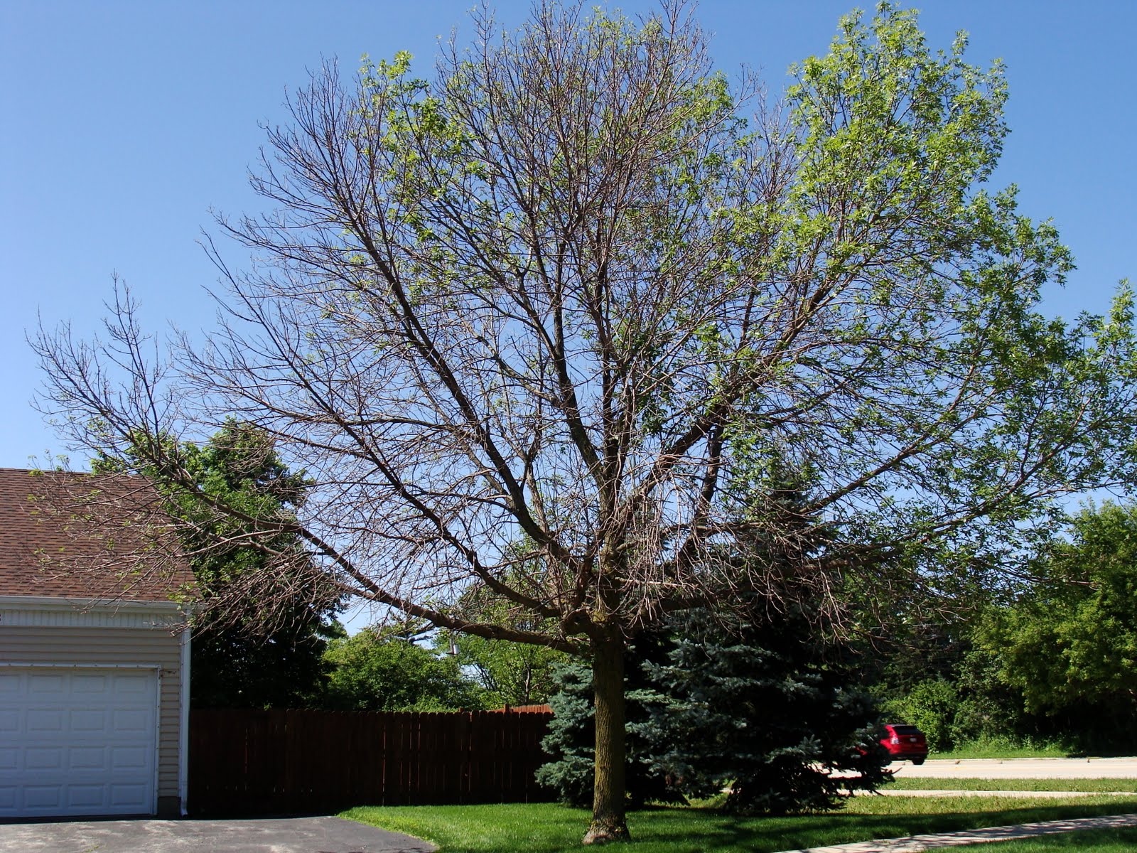 Dying Ash Tree Removal